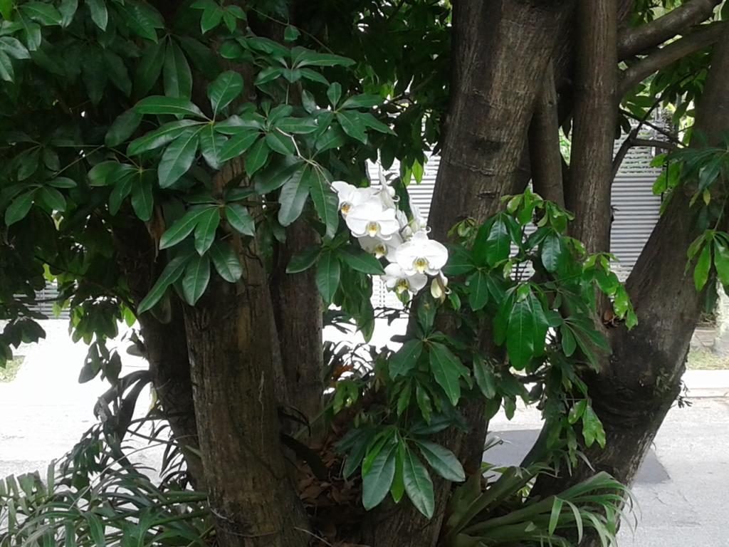 Jardim Leonor Suite So Para Mulheres Profissionais Da Saude Hospital Einstein Morumbi Сан-Паулу Екстер'єр фото
